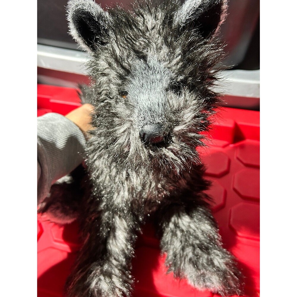 Douglas terrier dog